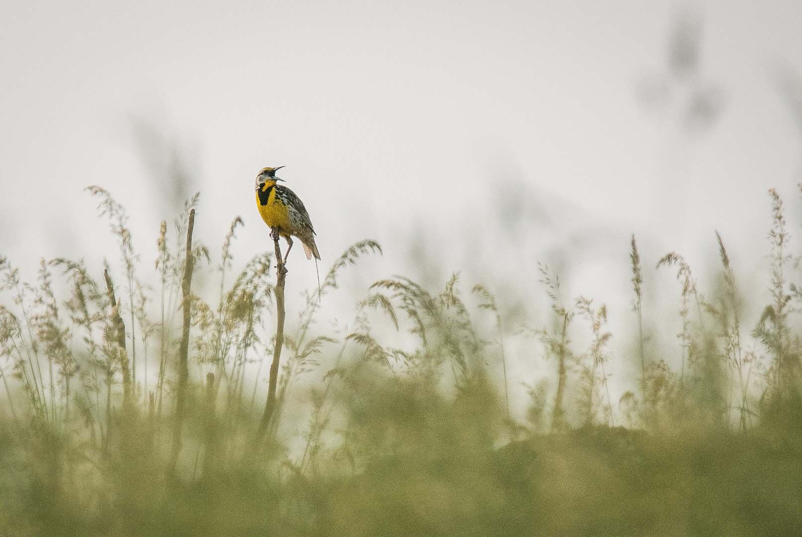 Eastern Meadowlark_October Greenfield-web.jpg